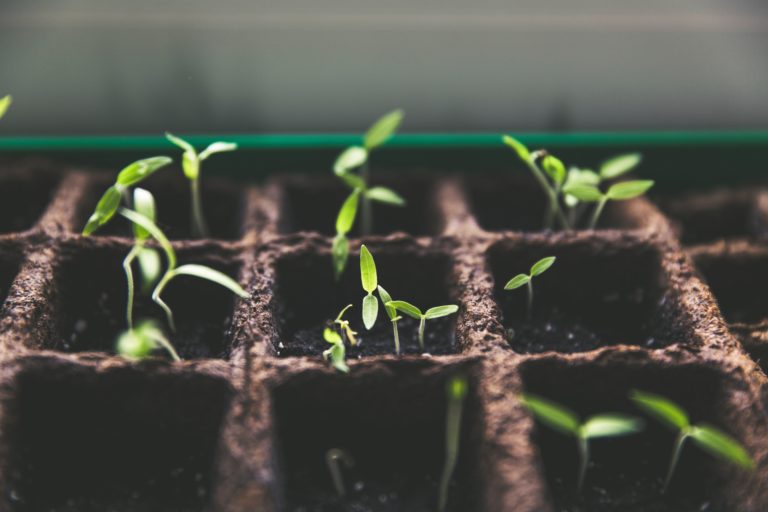 Cómo Será La Alimentación Del Futuro: Claves Y Ejemplos : Fundación LAB